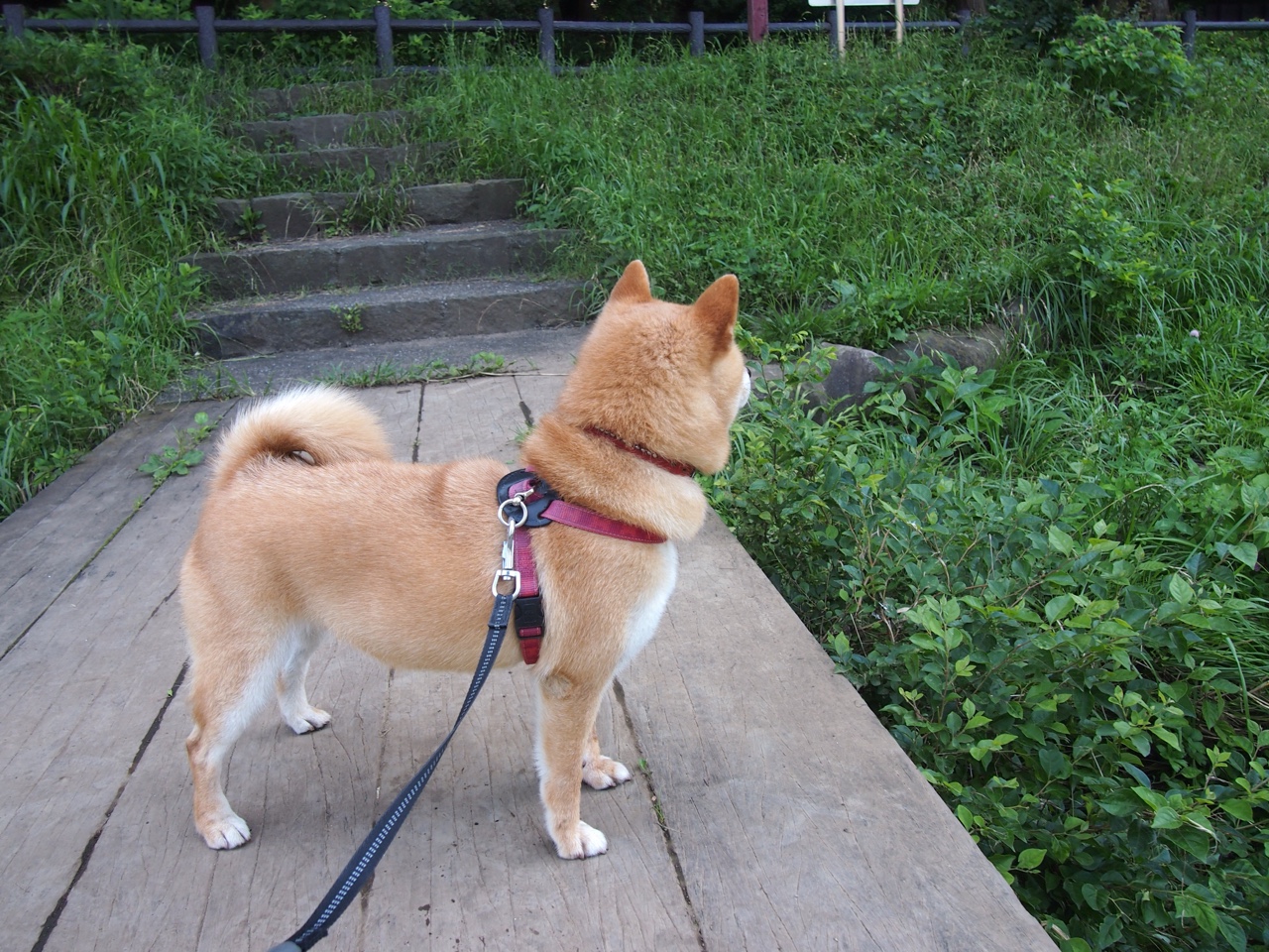 布雷默定理，阿森纳何以因一人之勇而胜？舞台越大，他的脊梁越硬！